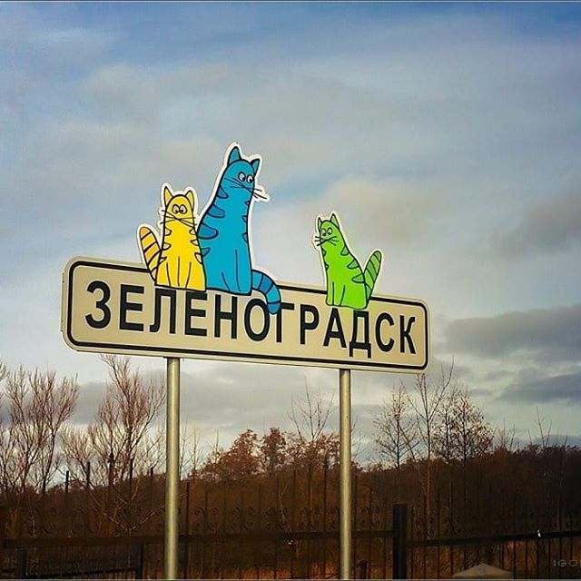 Зеленоградск- столица кошек